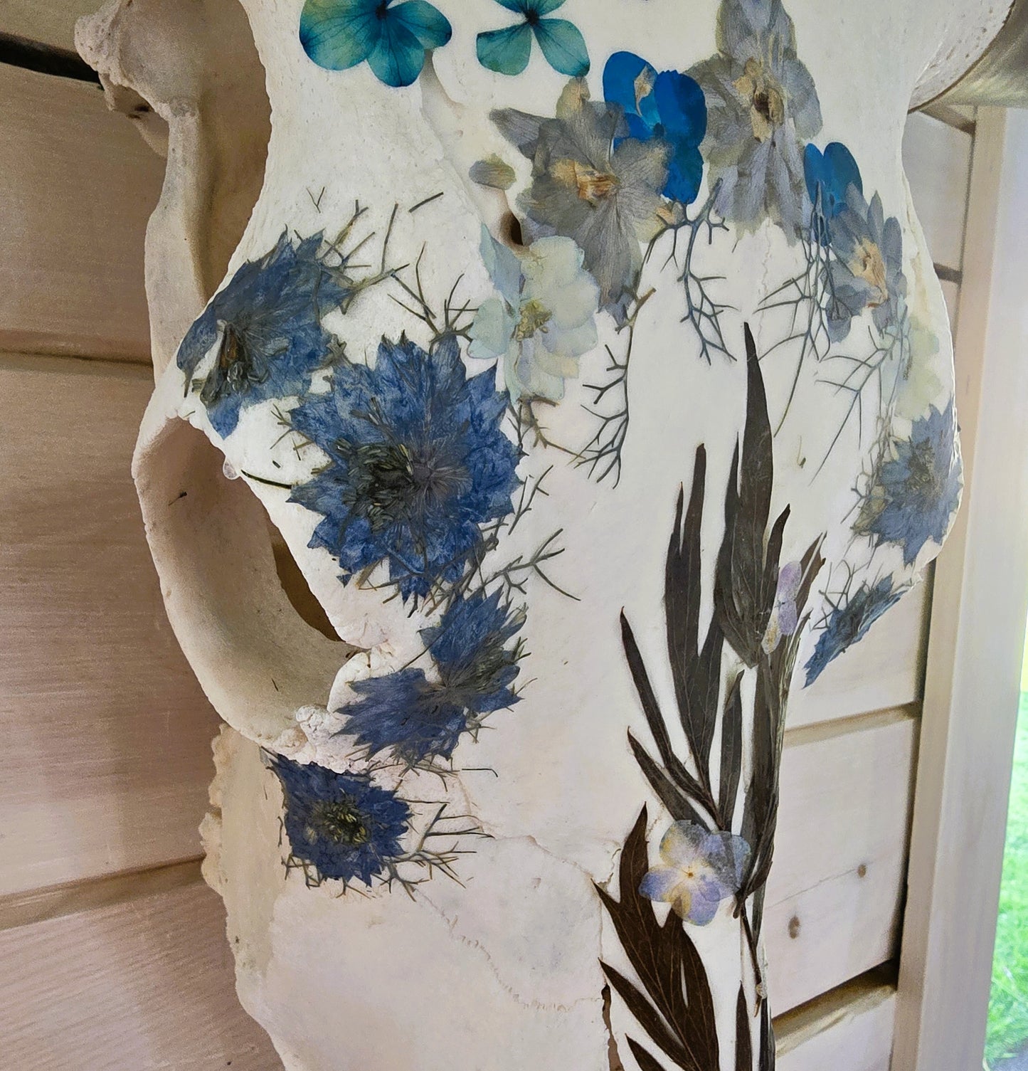 Afina - Texas Longhorn Skull Mount Art