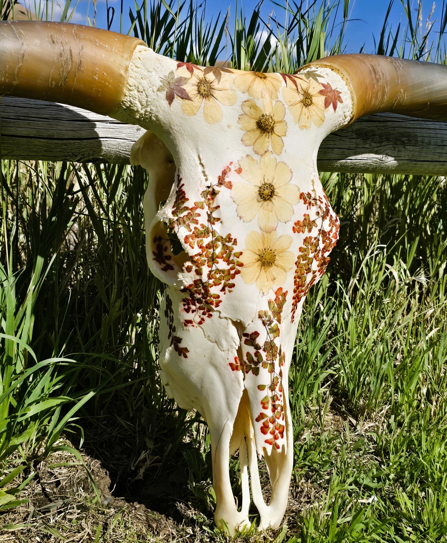 Autumn Sunrise - Texas Longhorn Skull