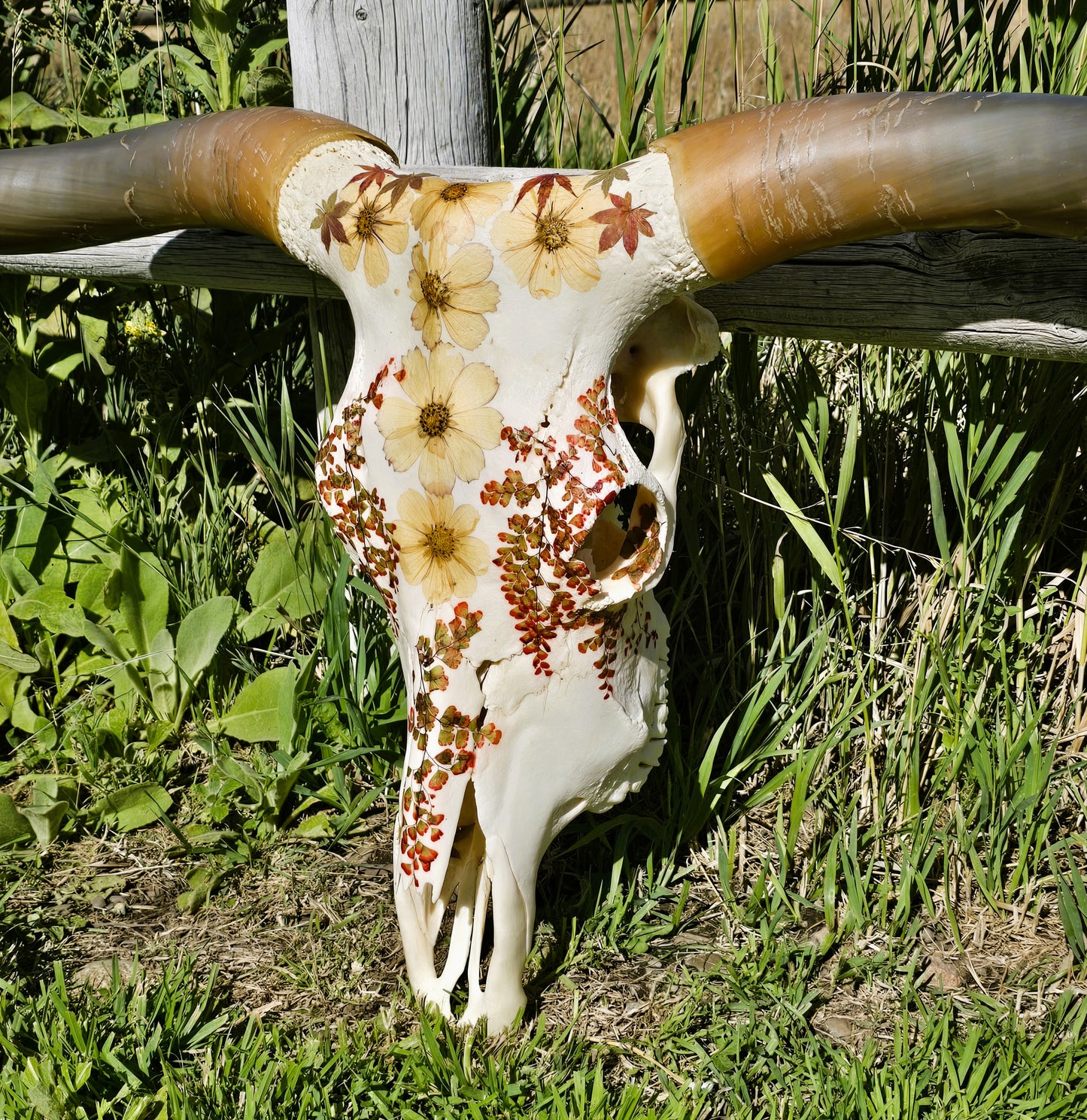 Autumn Sunrise - Texas Longhorn Skull