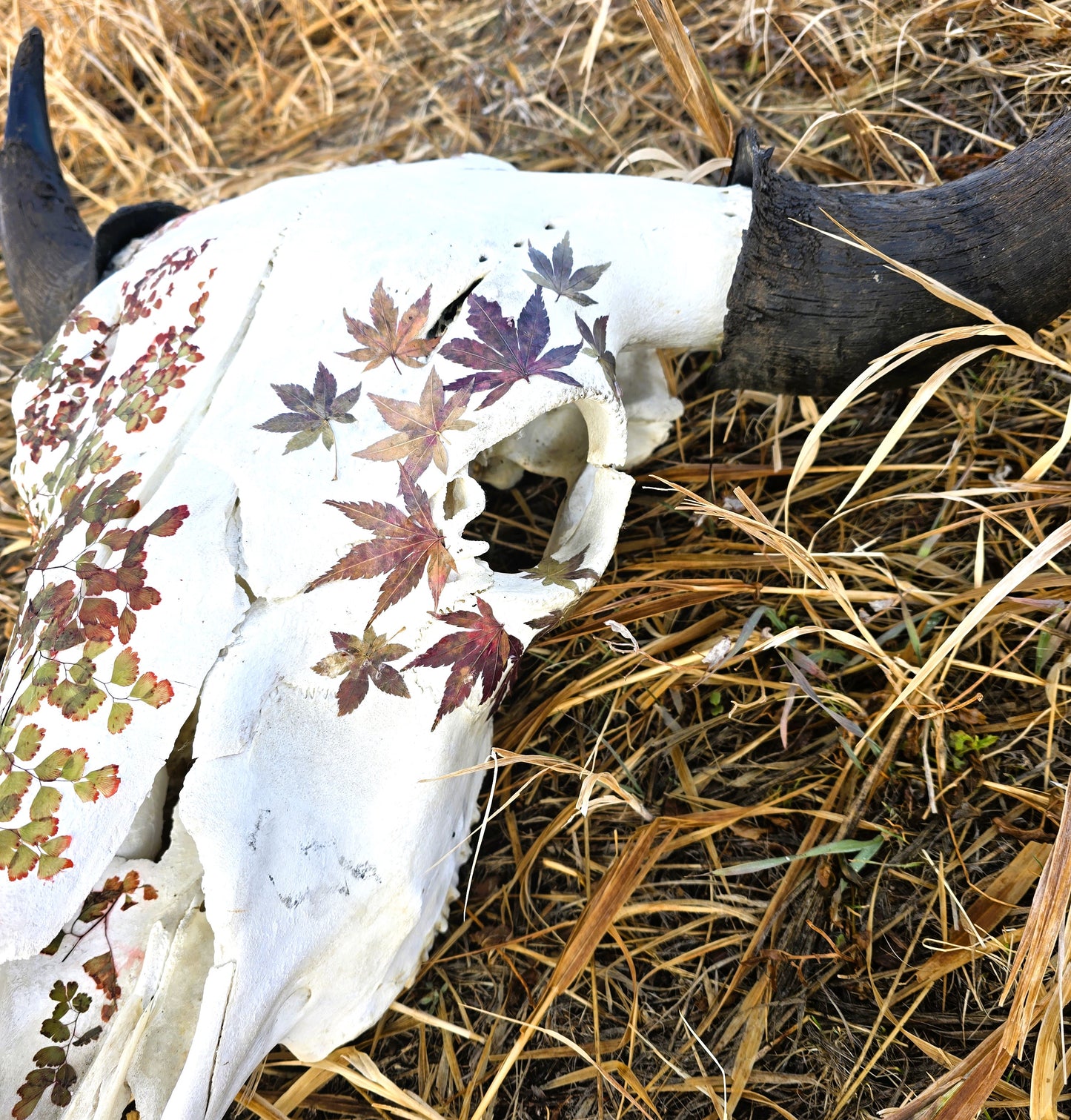 Cody - Buffalo Skull