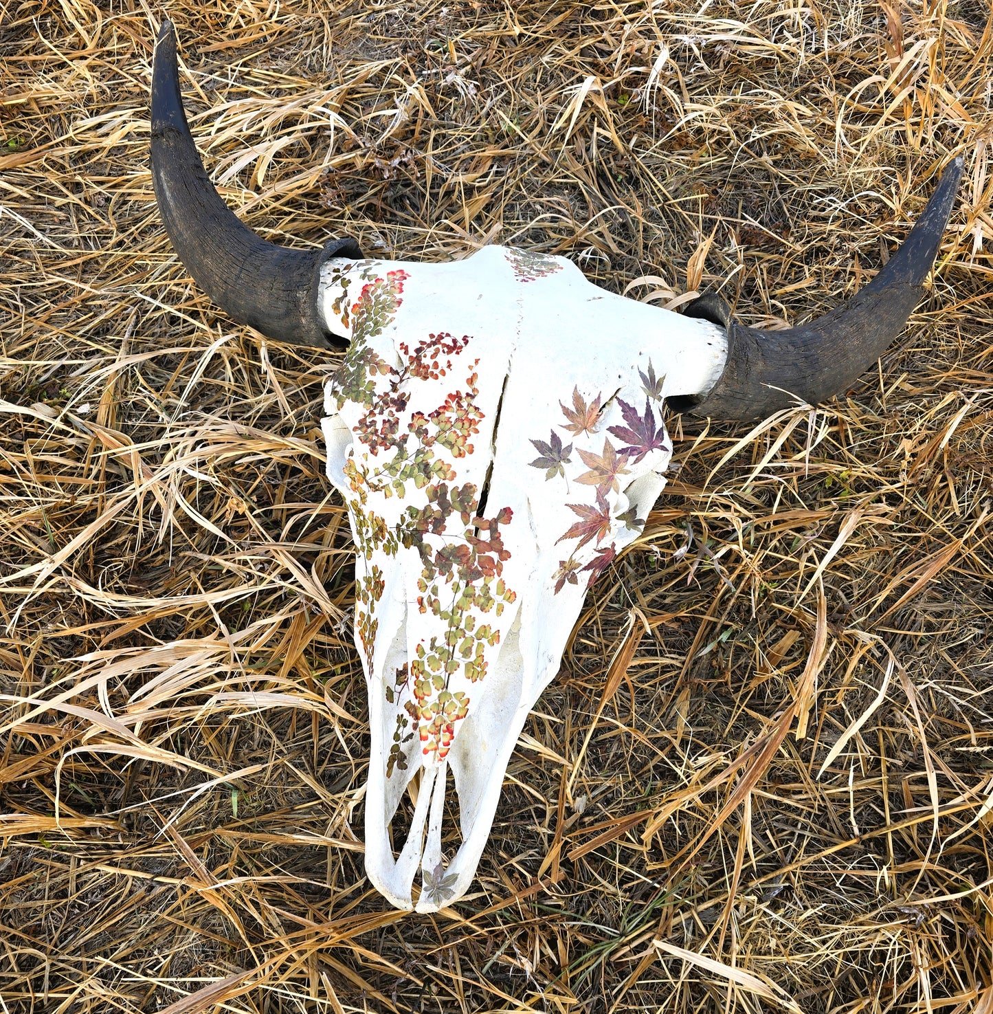 Cody - Buffalo Skull