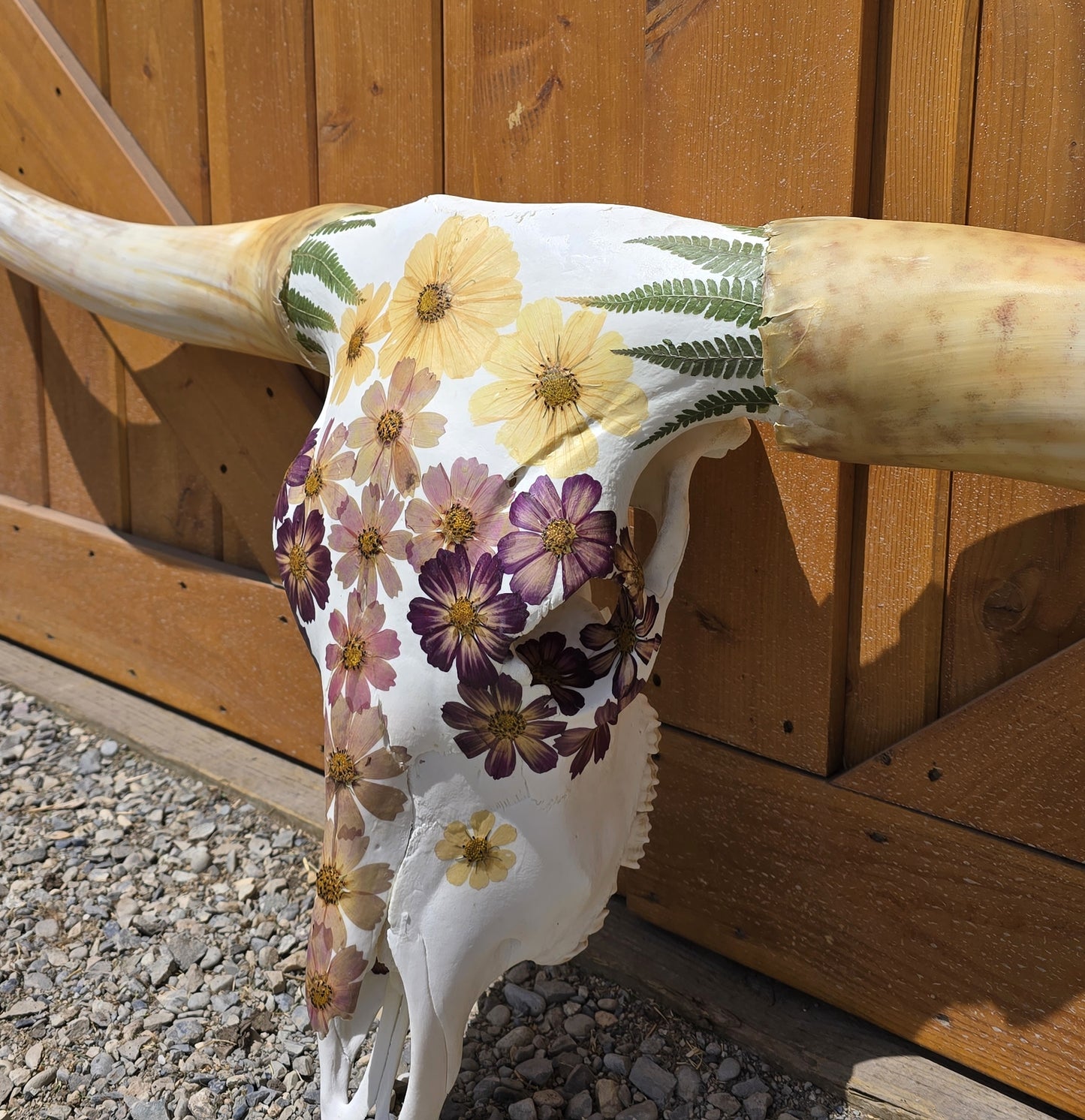 Ella - Texas Longhorn Skull Mount