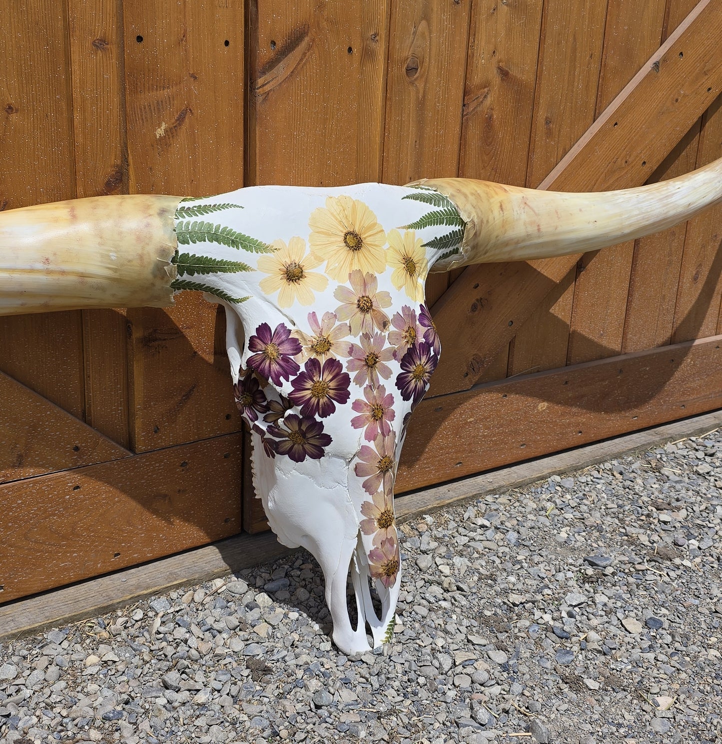 Ella - Texas Longhorn Skull Mount