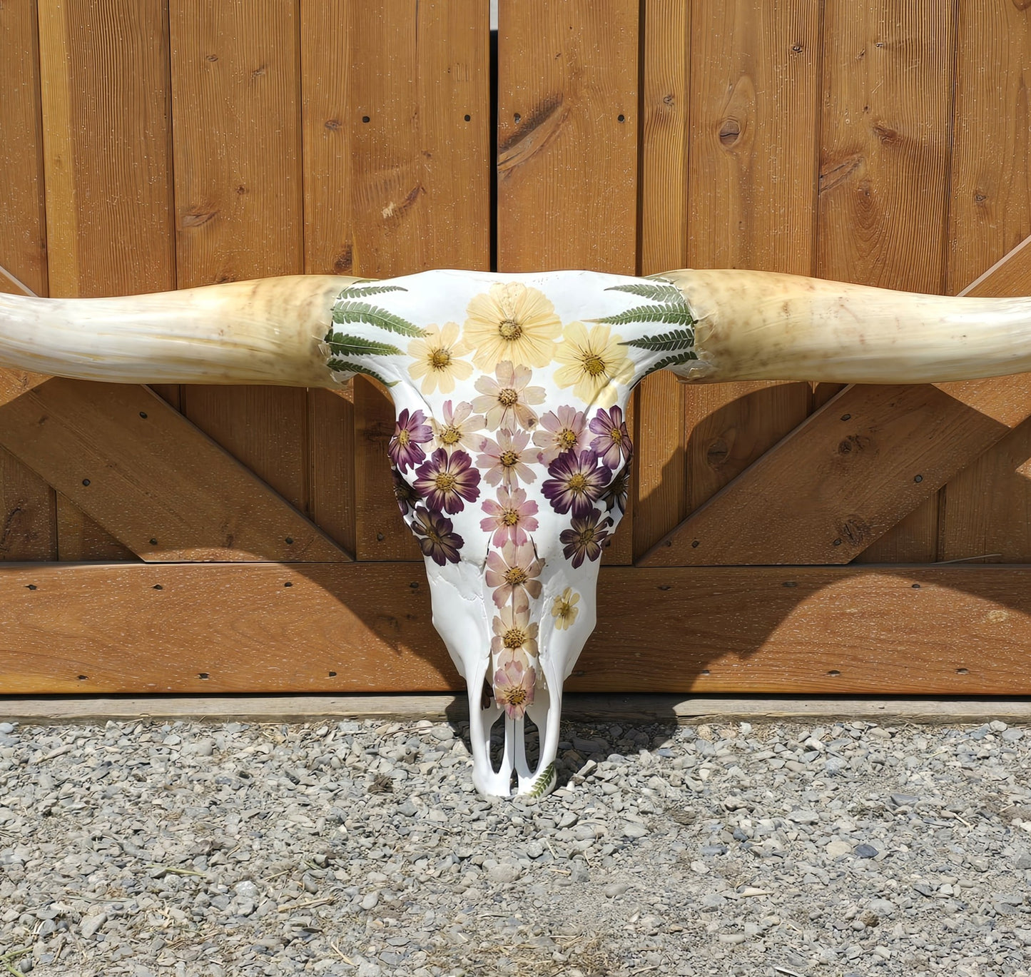 Ella - Texas Longhorn Skull Mount