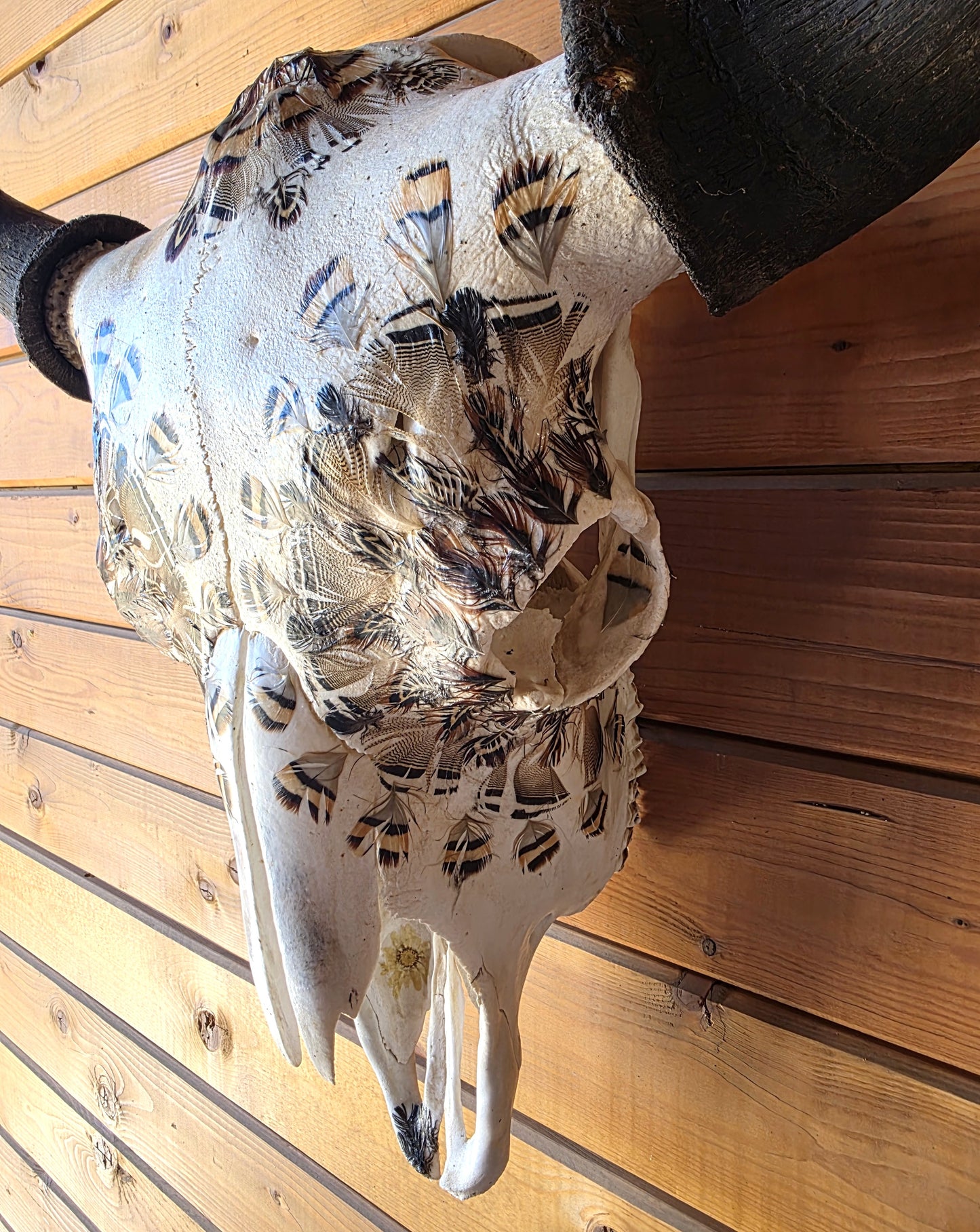 Gary - Buffalo Bison Skull with Feathers