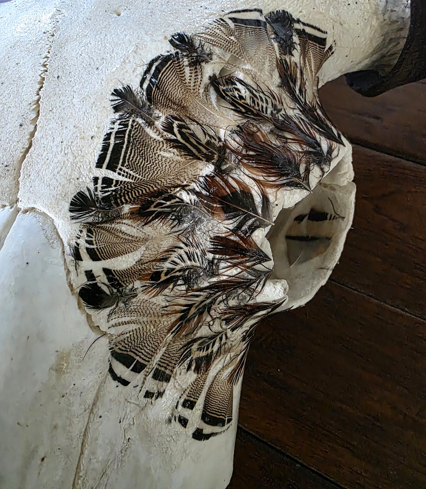 Gary - Buffalo Bison Skull with Feathers