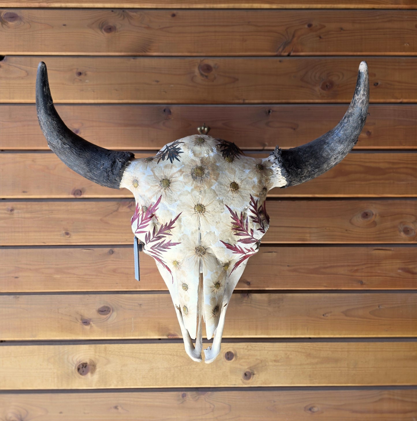 Heffner - Buffalo Bison Skull