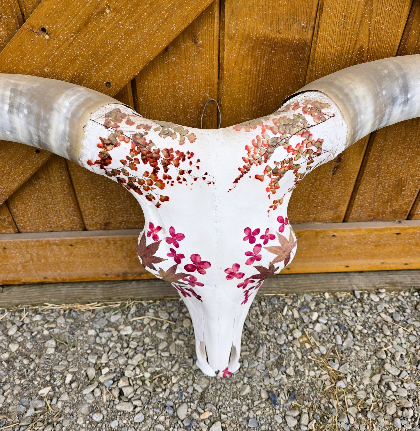 Jasmine - Texas Longhorn Skull Mount Art