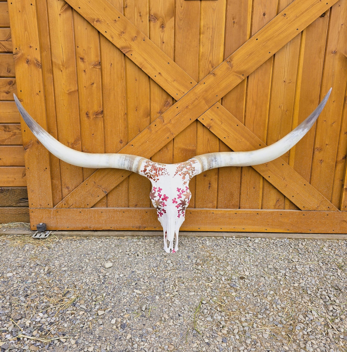 Jasmine - Texas Longhorn Skull Mount Art