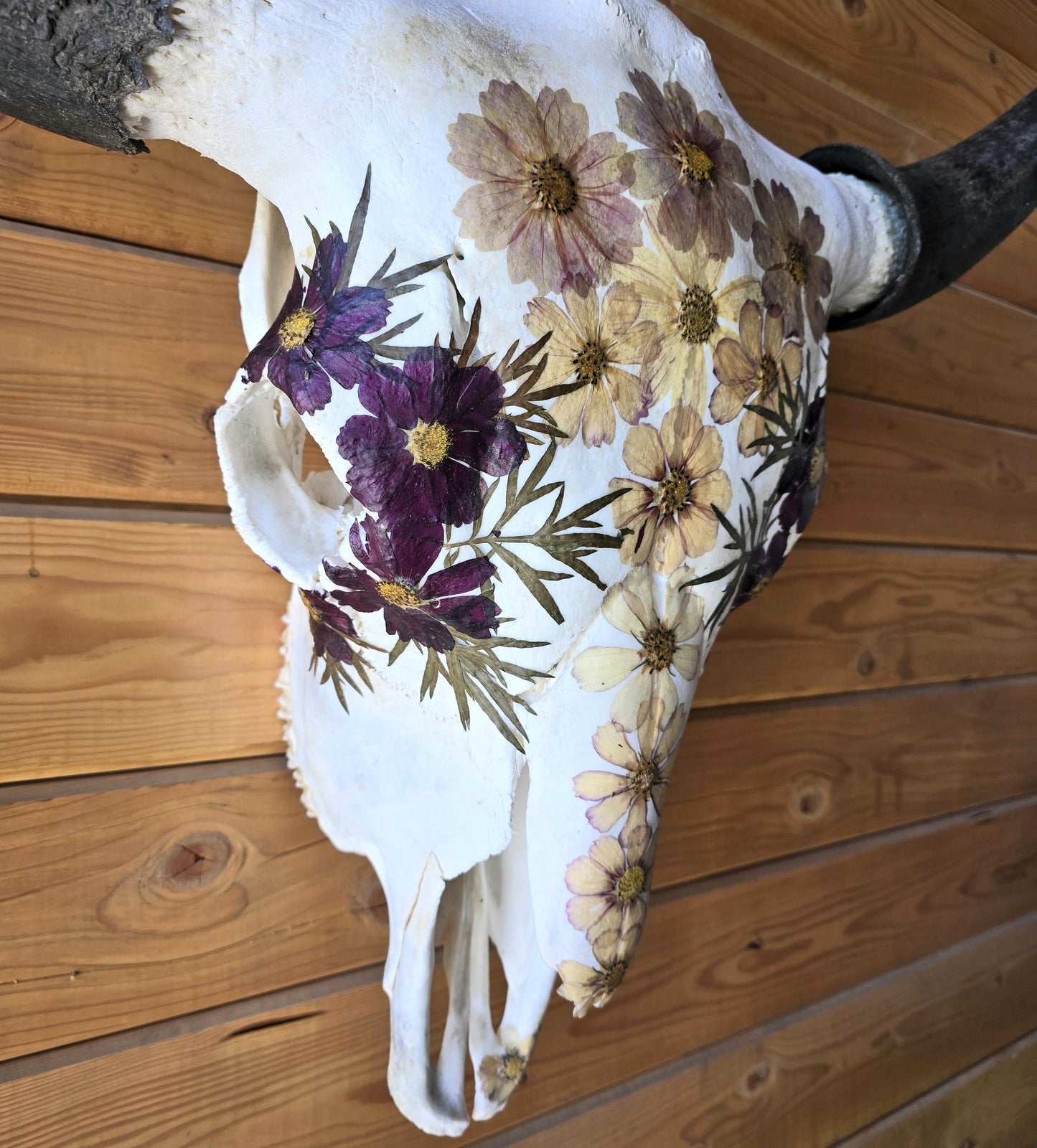 Marin - Bison Skull