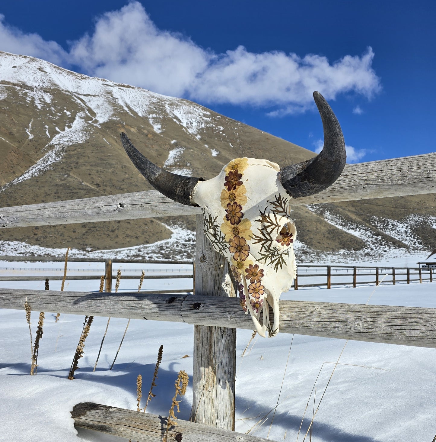 Phoenix - Buffalo Skull