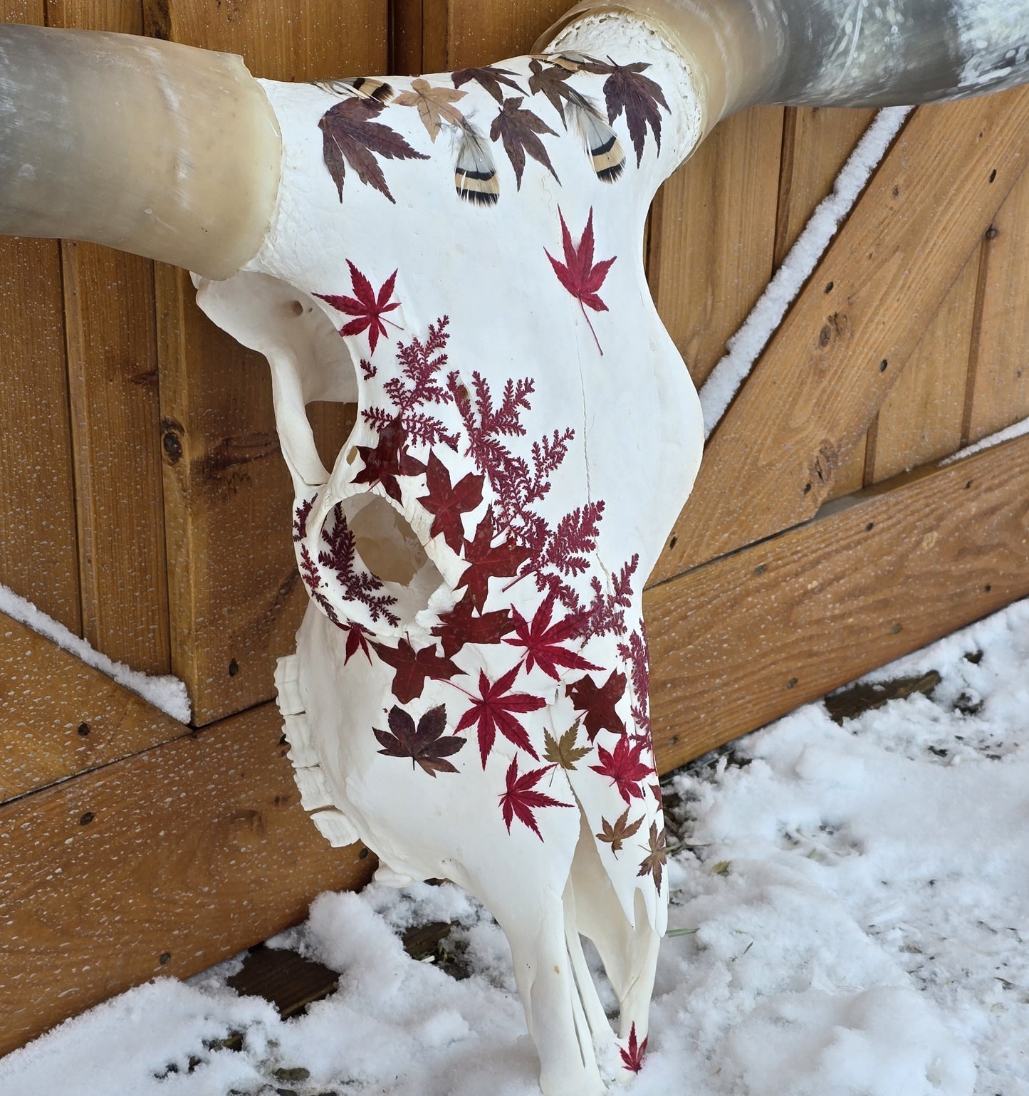 Scarlett - Texas Longhorn Skull