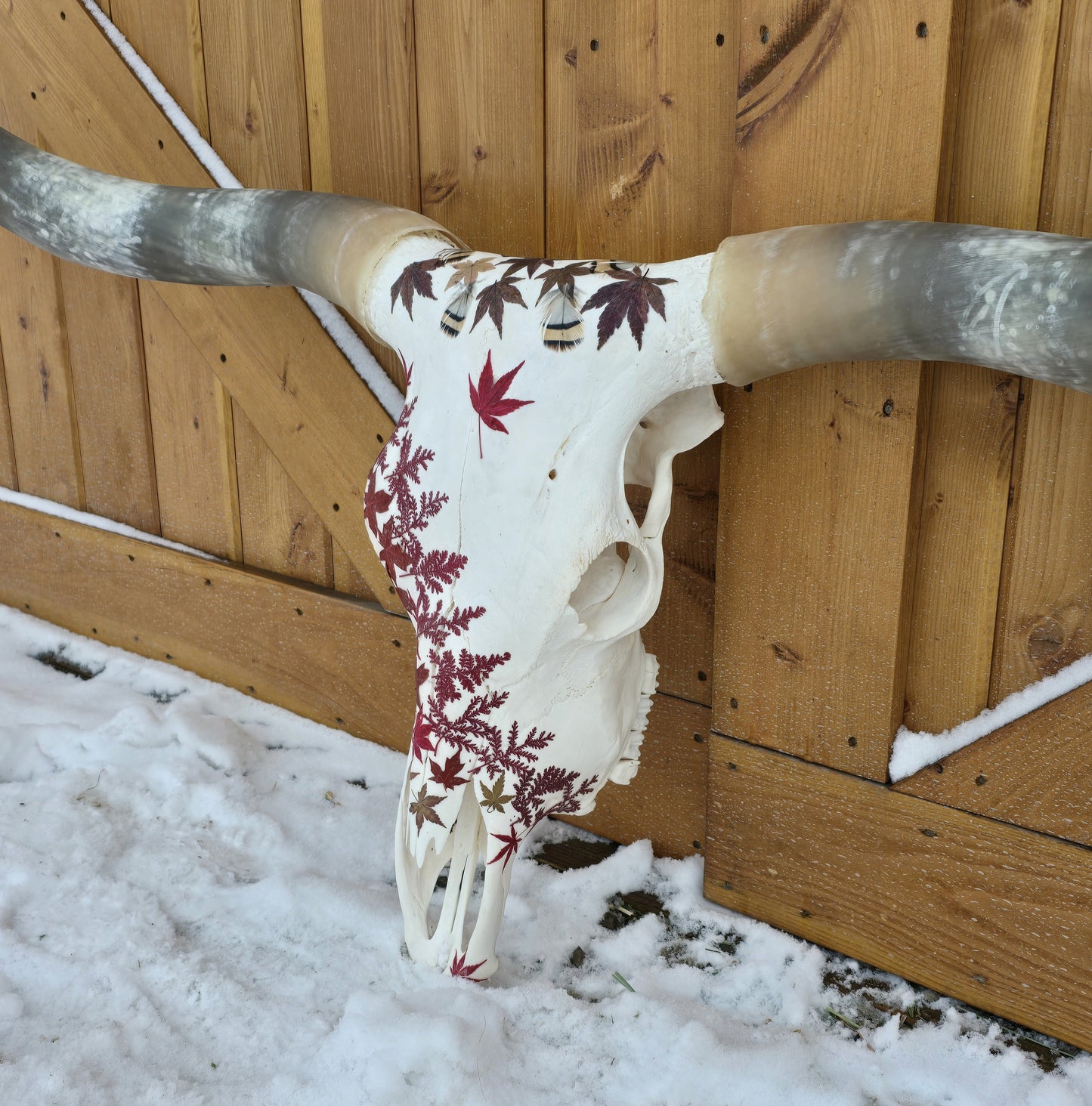 Scarlett - Texas Longhorn Skull