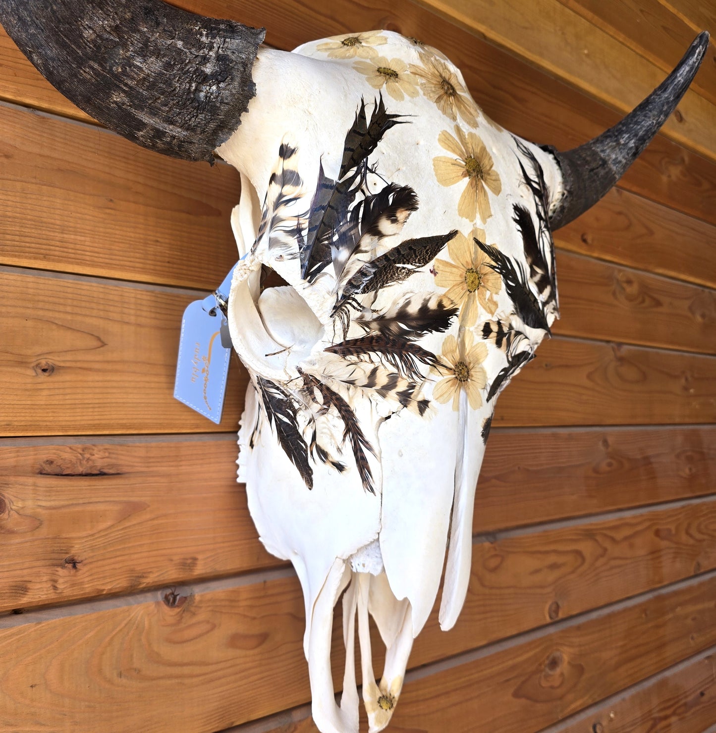 Shelton - Buffalo Bison Skull Mount Art