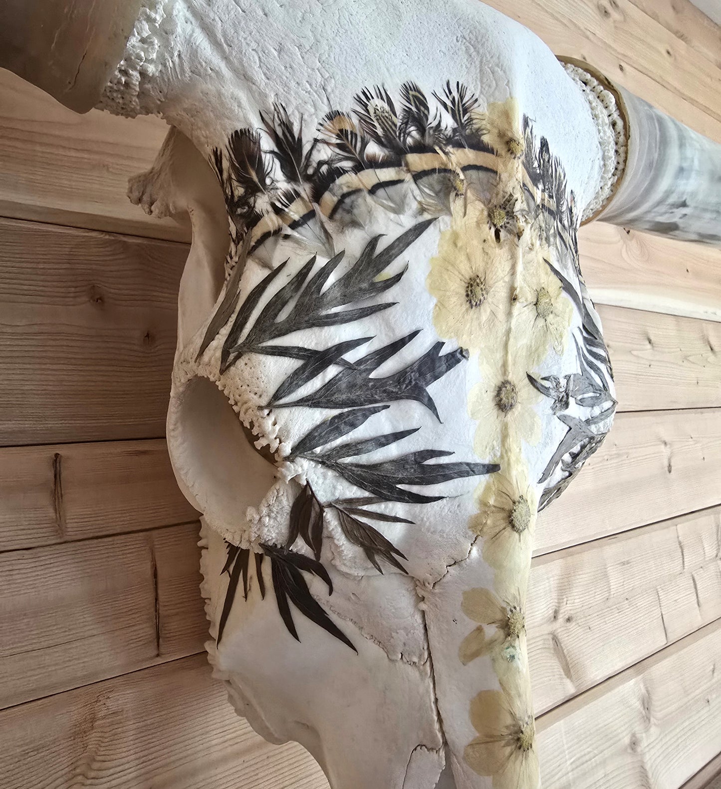 Caesar - Texas Longhorn Skull Mount Art
