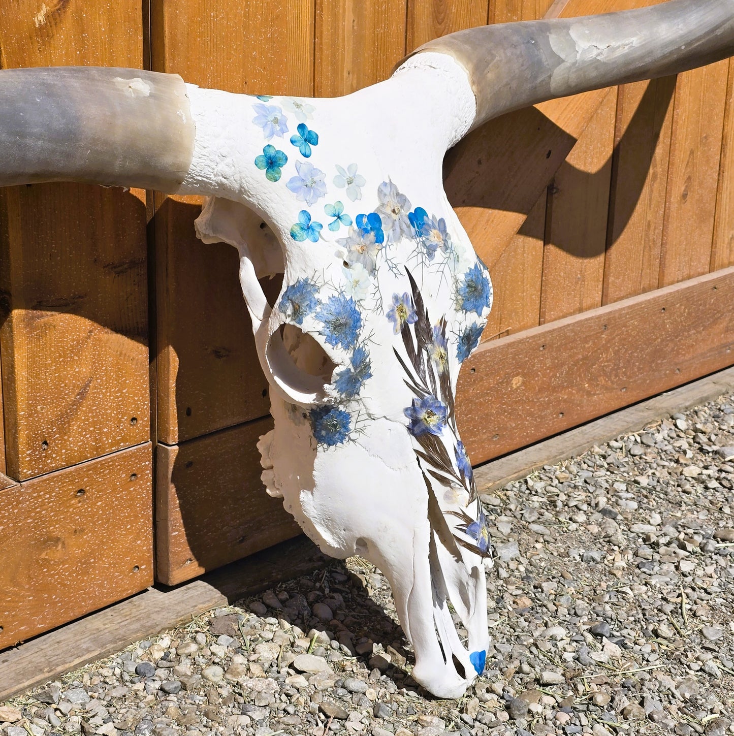 Afina - Texas Longhorn Skull Mount Art