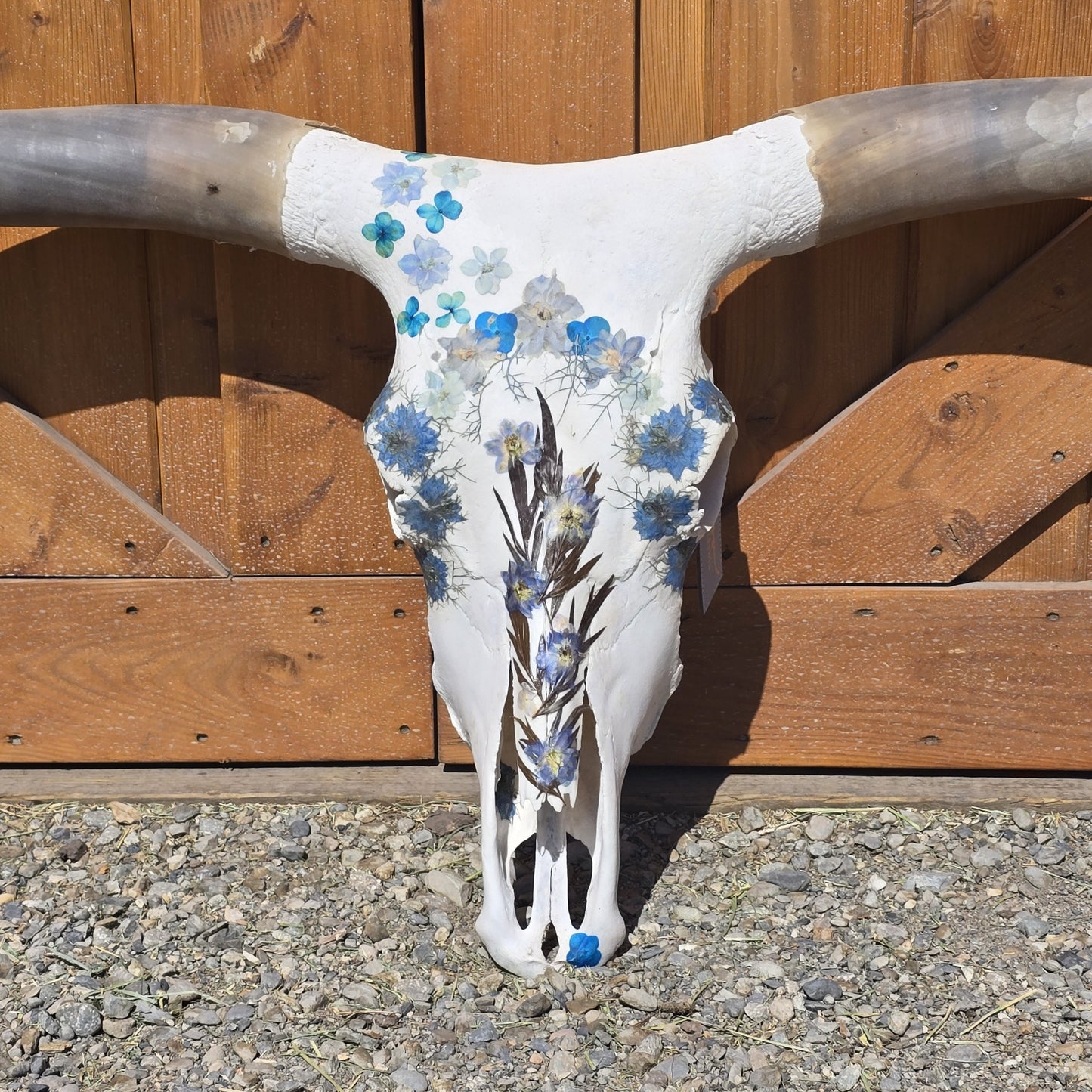 Afina - Texas Longhorn Skull Mount Art