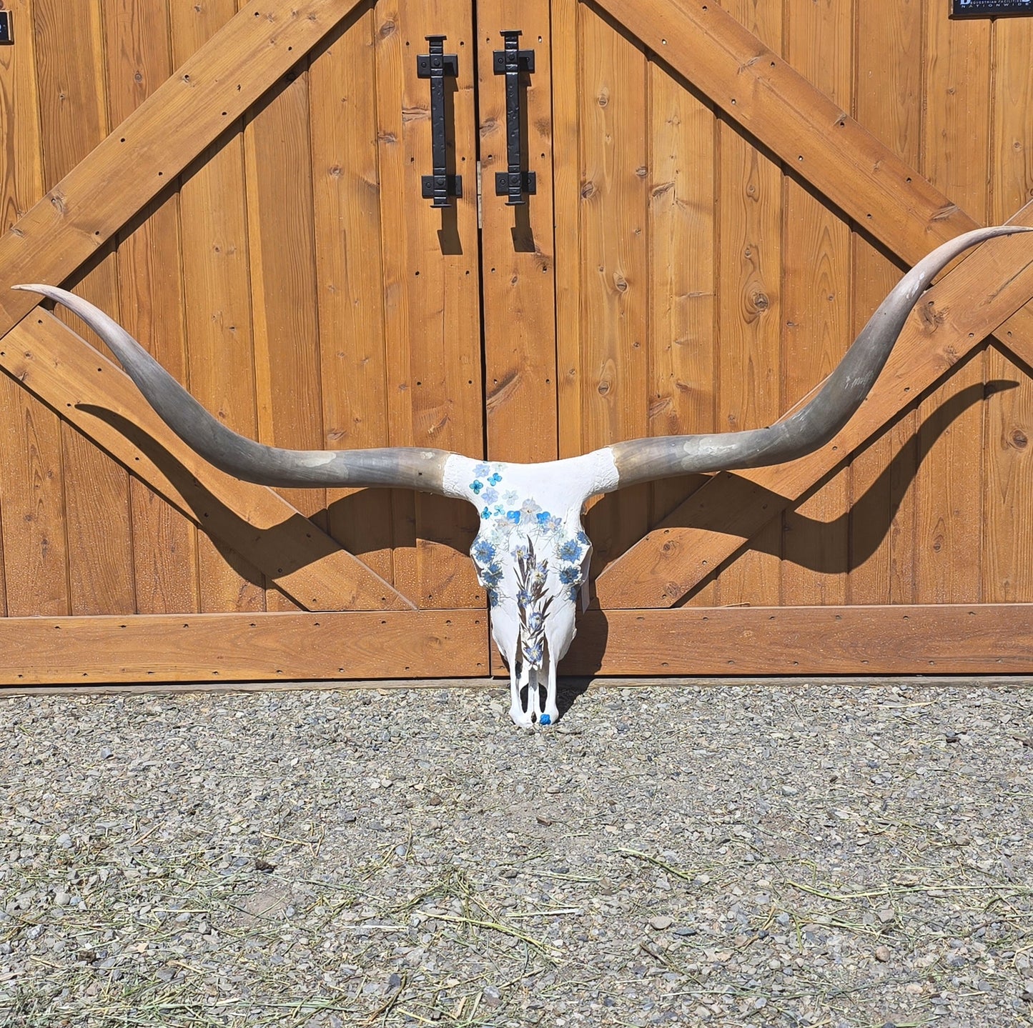 Afina - Texas Longhorn Skull Mount Art