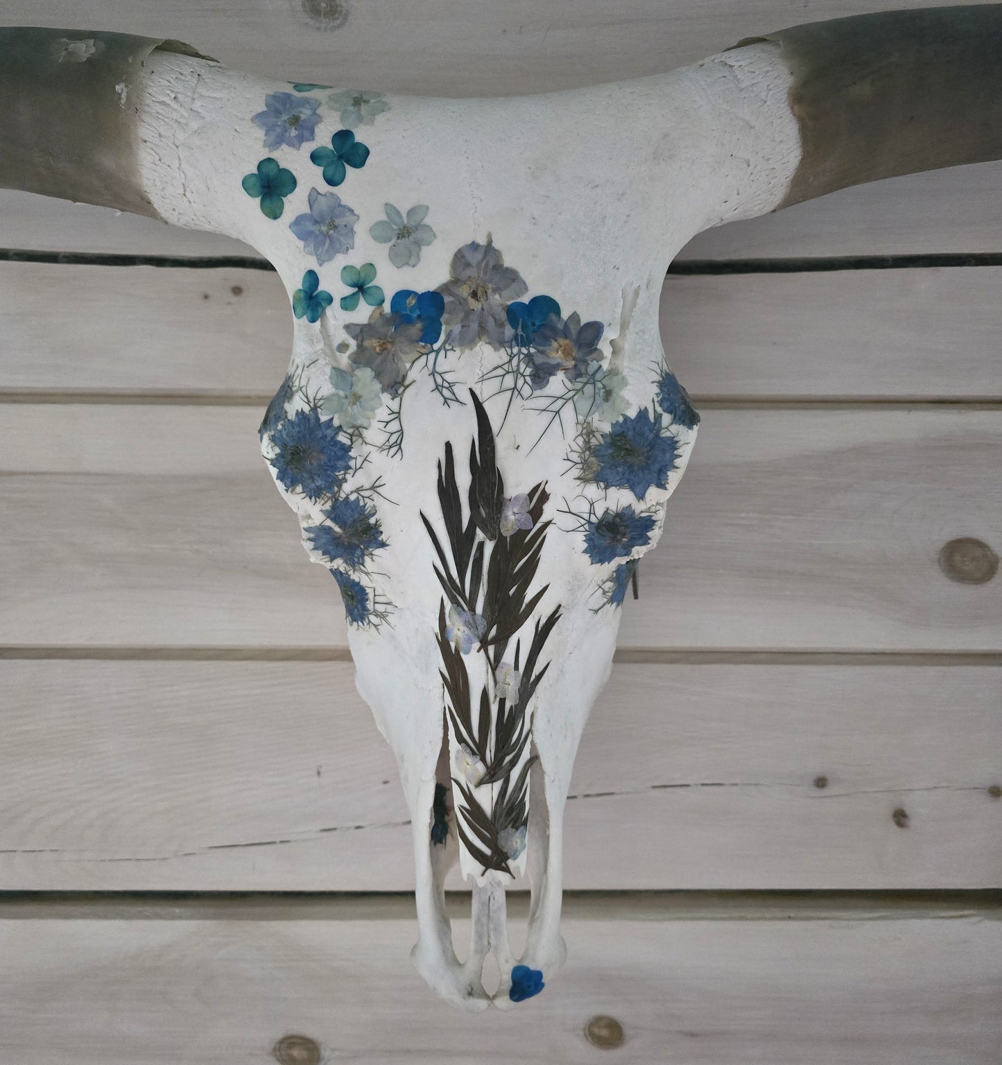Afina - Texas Longhorn Skull Mount Art