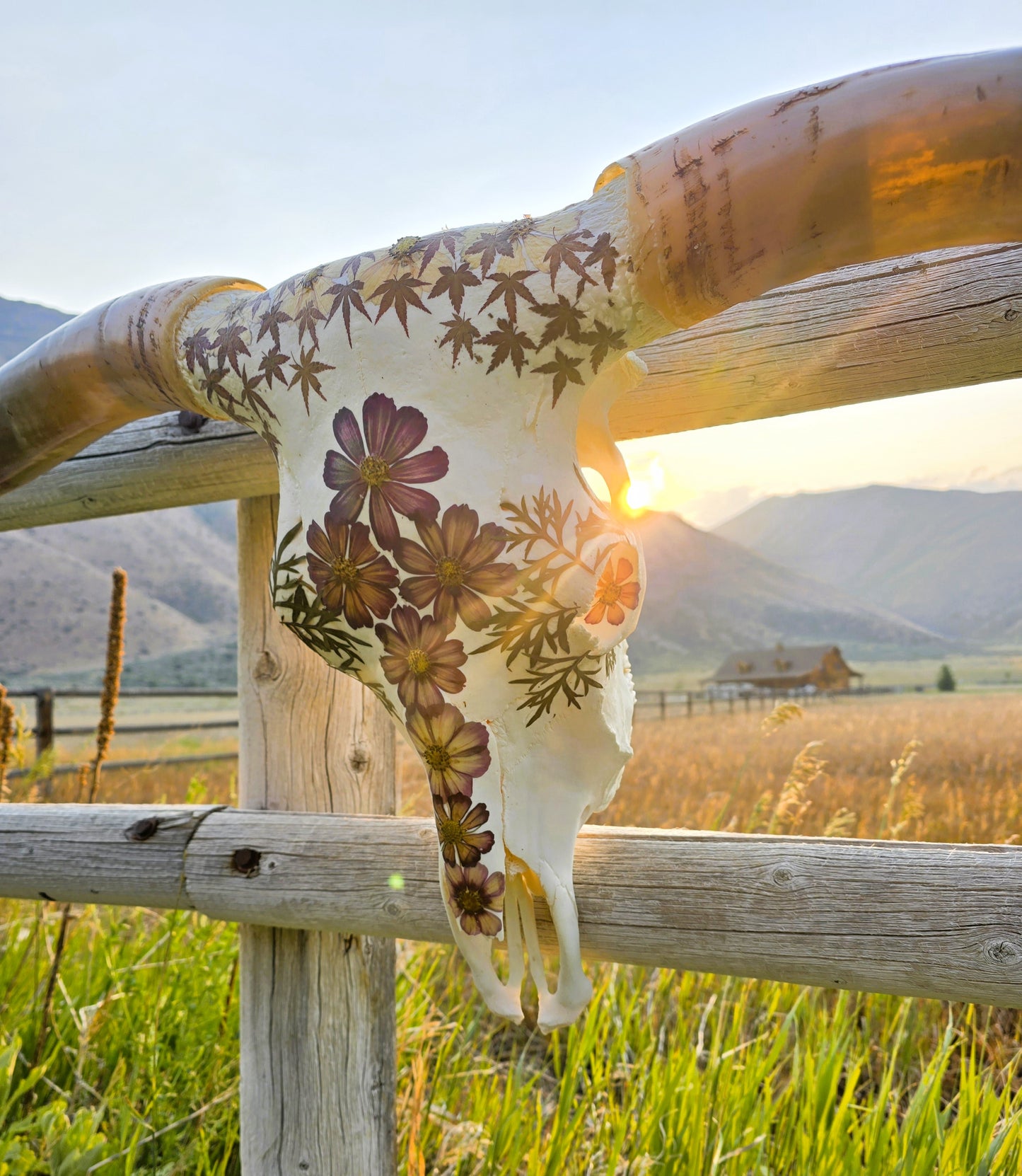 Anastasia - Texas Longhorn Skull