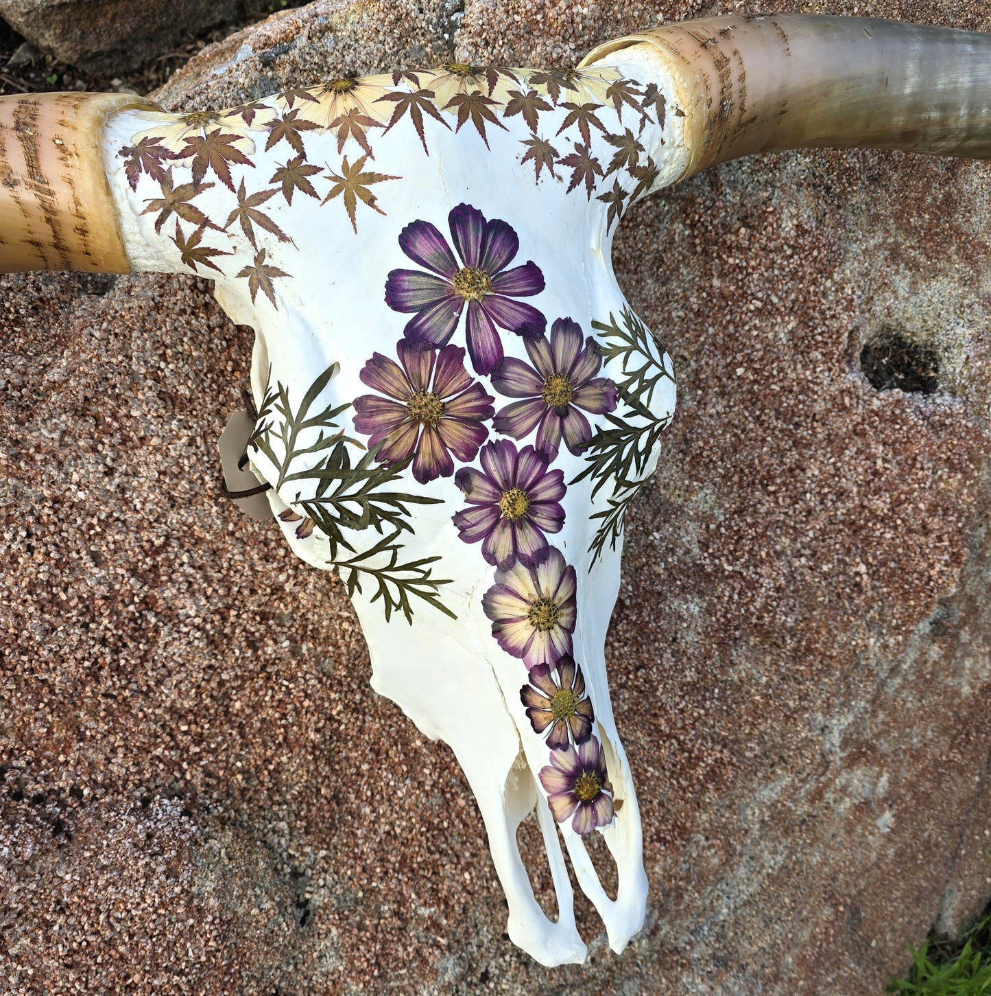 Anastasia - Texas Longhorn Skull