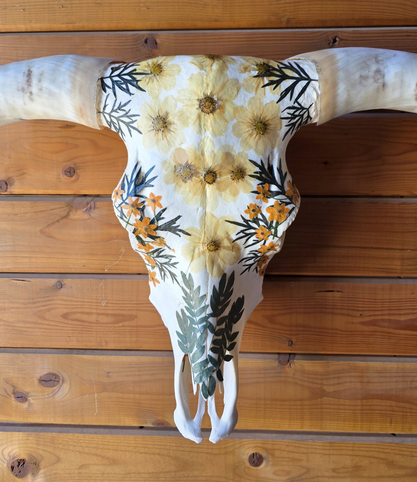 Anika - Texas Longhorn Skull Art