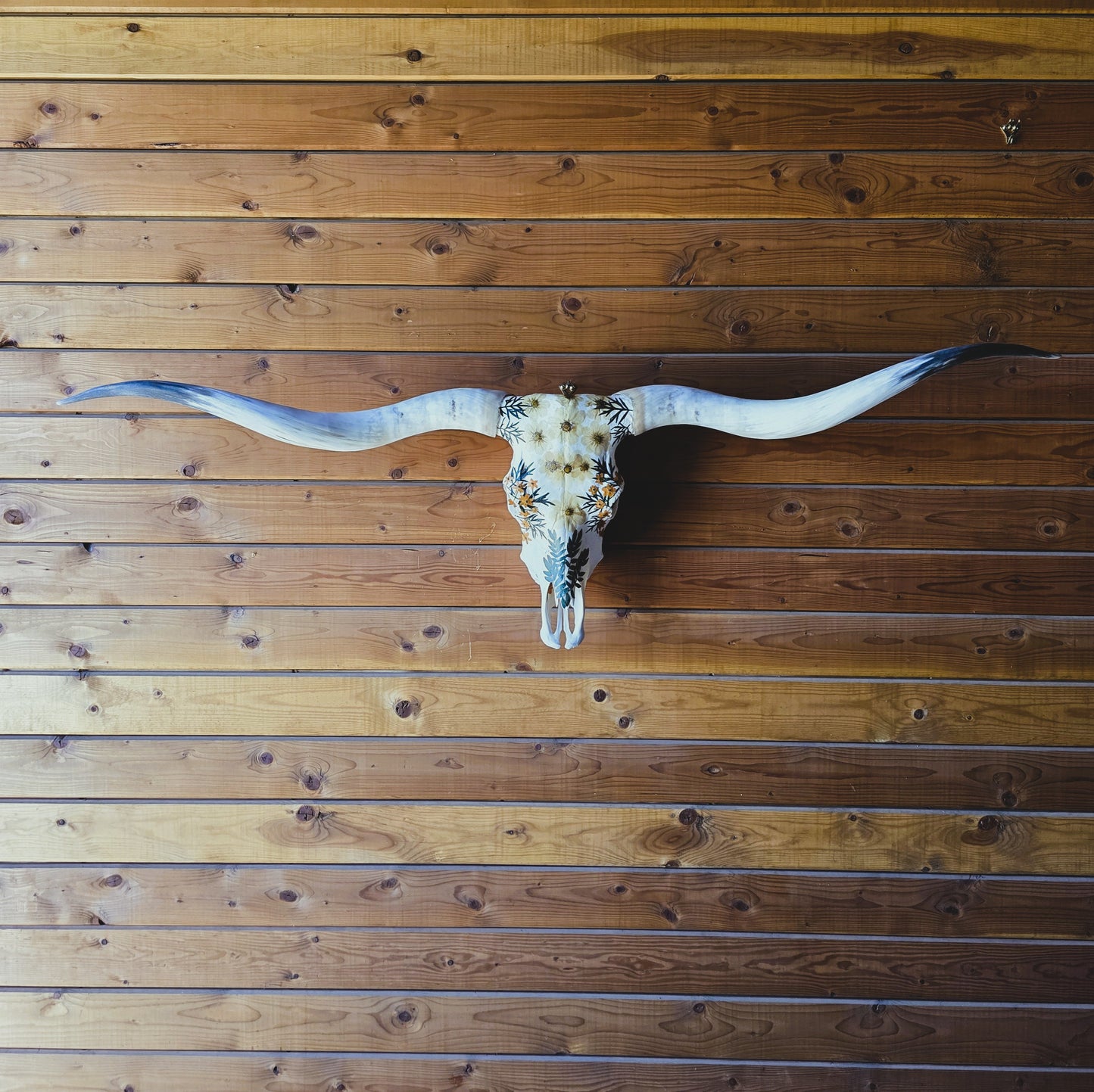Anika - Texas Longhorn Skull Art