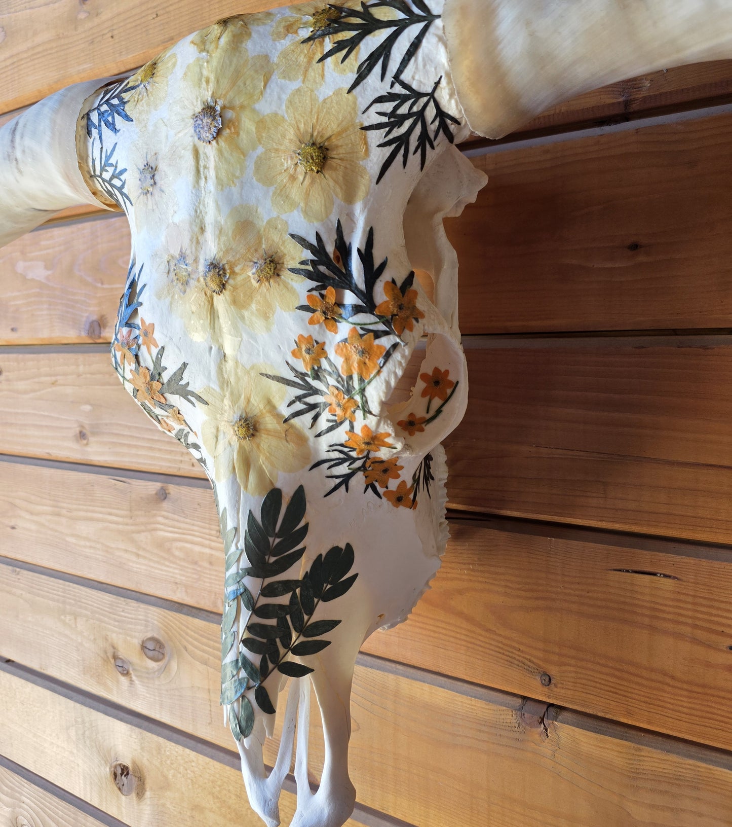 Anika - Texas Longhorn Skull Art