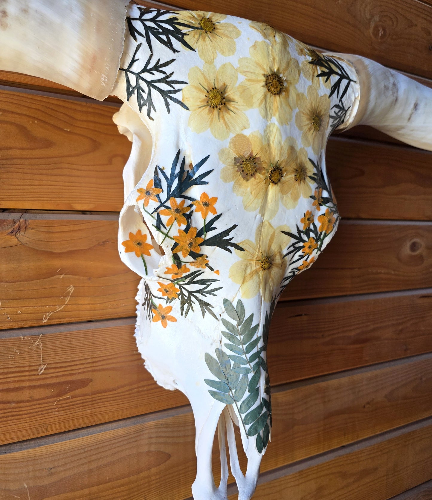 Anika - Texas Longhorn Skull Art