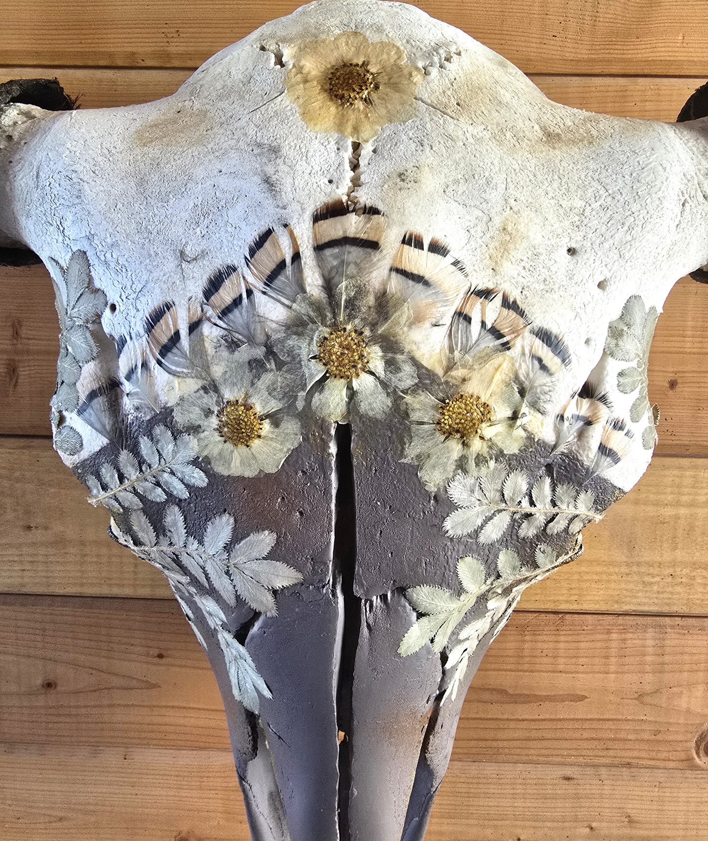 Apollo - Bison Skull Art