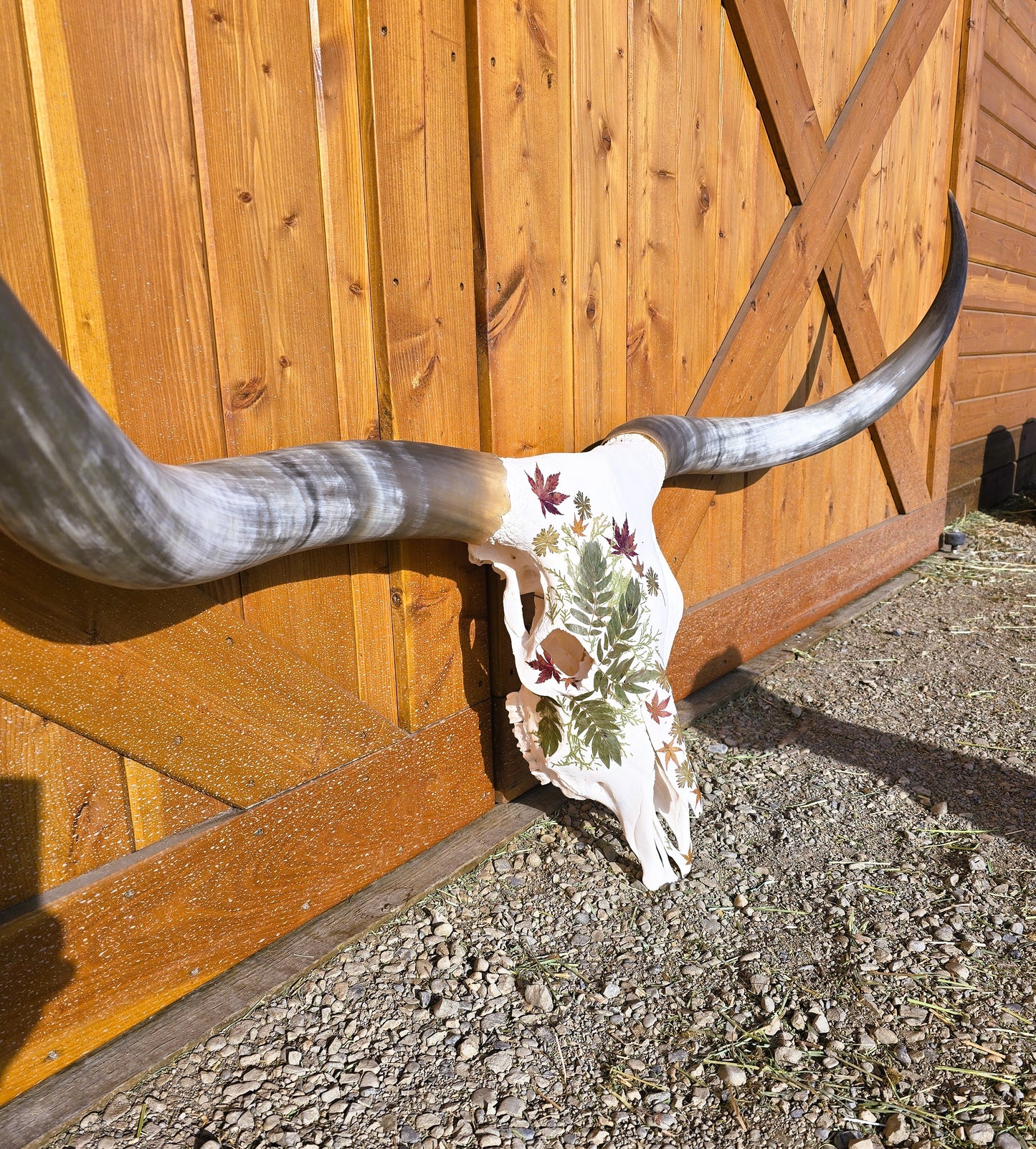 Aspen - Texas Longhorn Skull