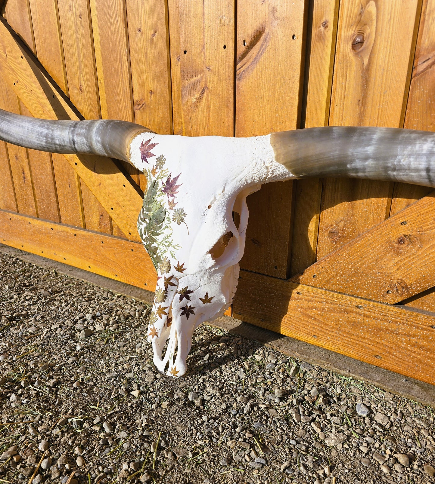 Aspen - Texas Longhorn Skull