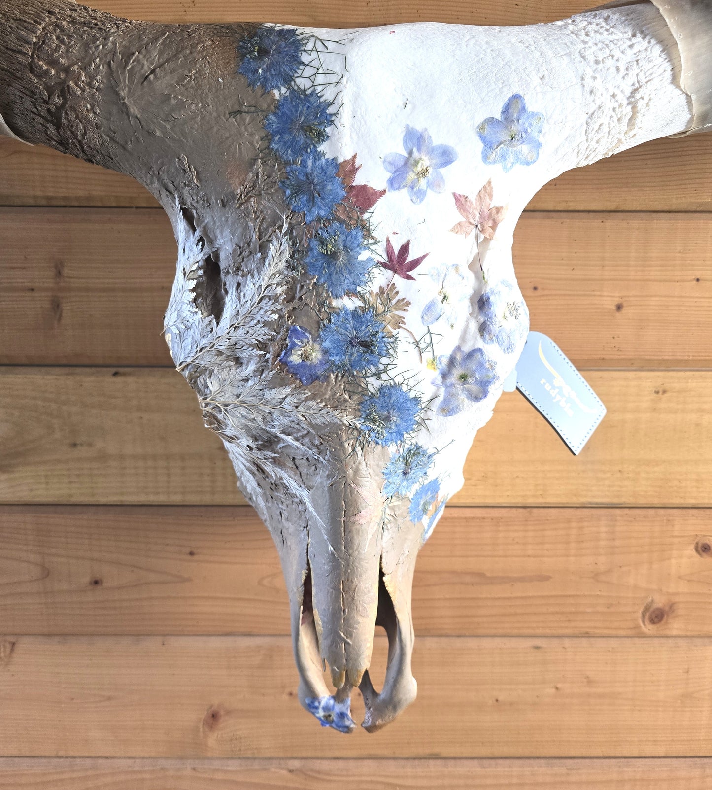 Aurora - Texas Longhorn Skull