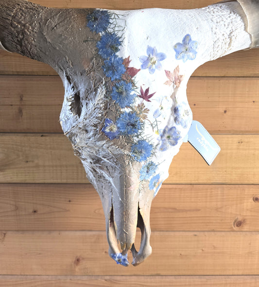 Aurora - Texas Longhorn Skull