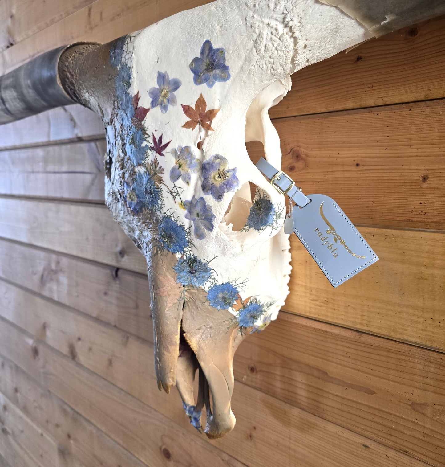 Aurora - Texas Longhorn Skull