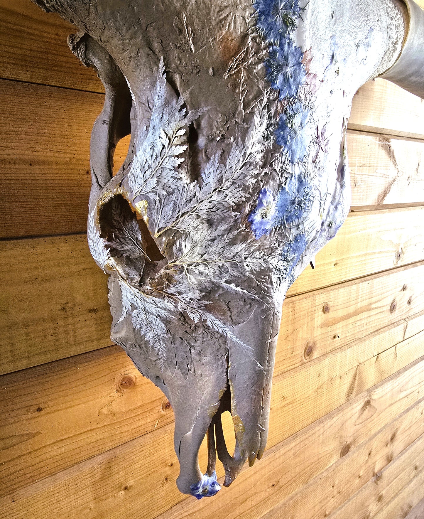Aurora - Texas Longhorn Skull