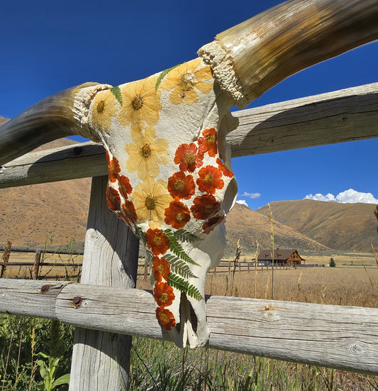 Autumn Sunset - Texas Longhorn Skull