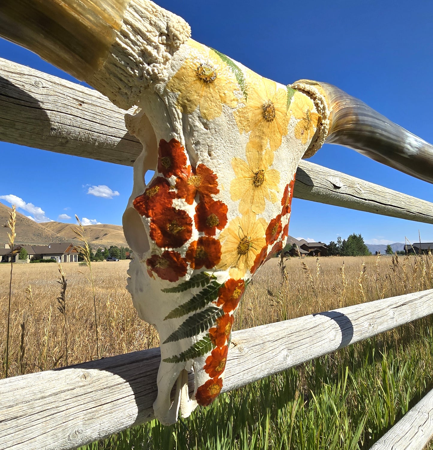 Autumn Sunset - Texas Longhorn Skull