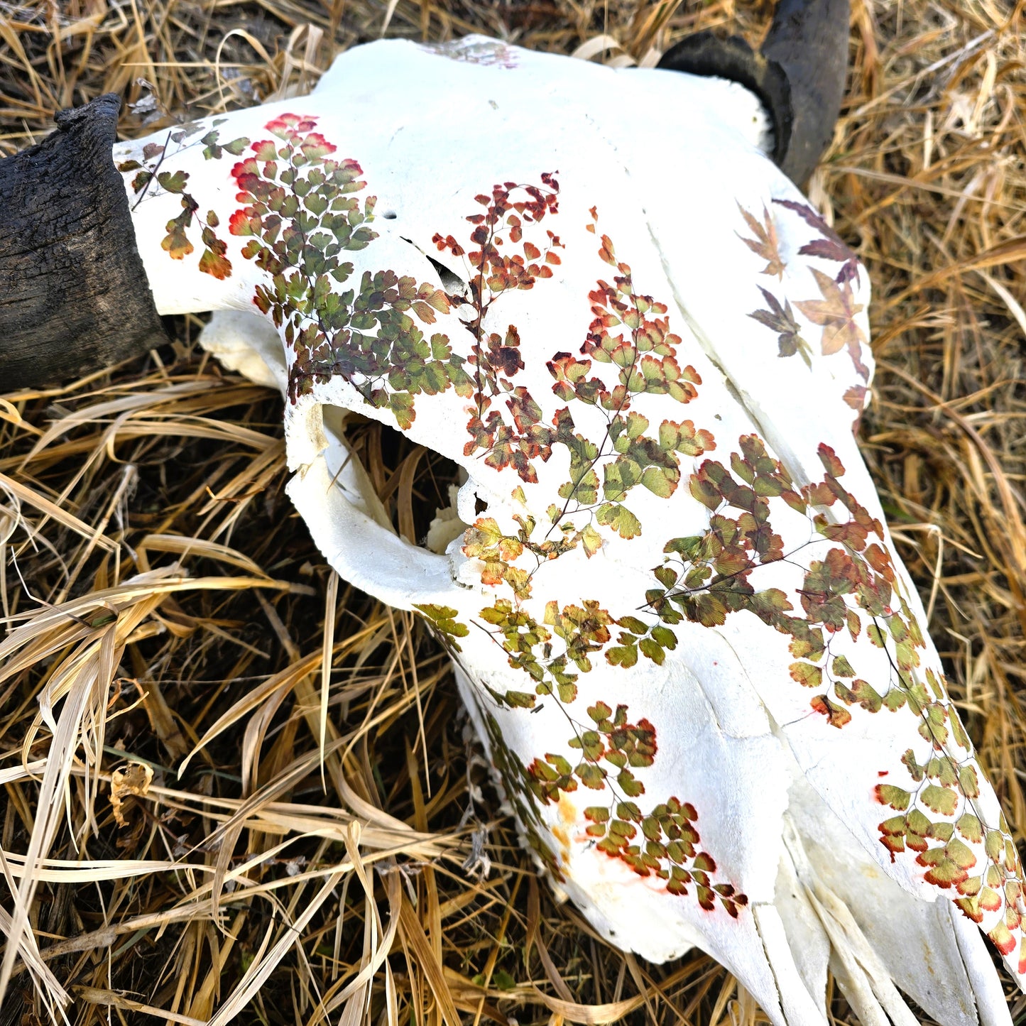 Cody - Buffalo Skull