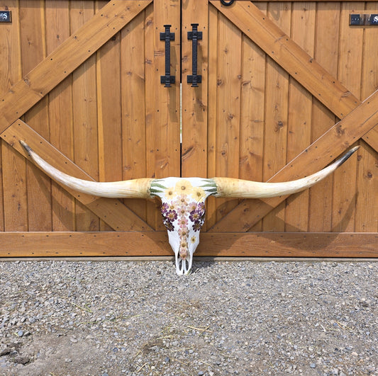 Ella - Texas Longhorn Skull Mount