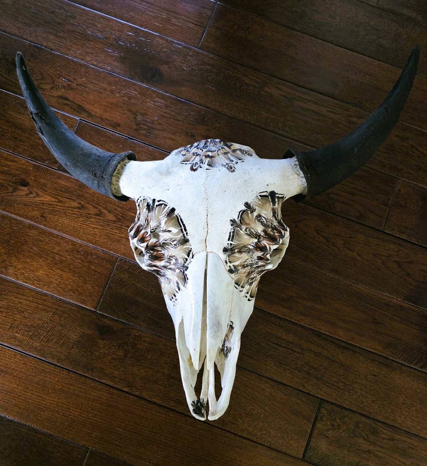 Gary - Buffalo Bison Skull with Feathers