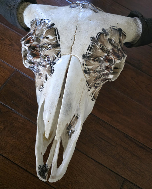 Gary - Buffalo Bison Skull with Feathers