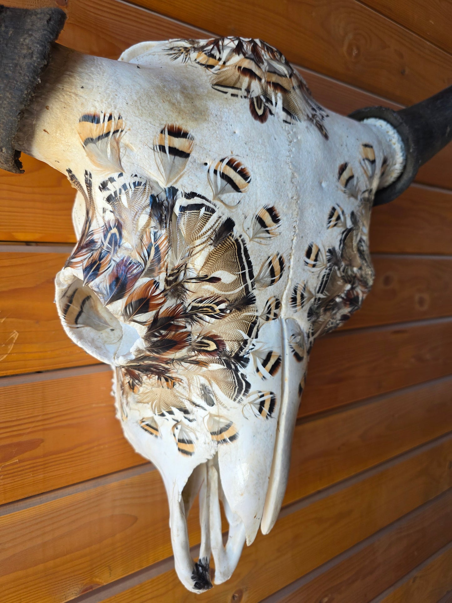 Gary - Buffalo Bison Skull with Feathers