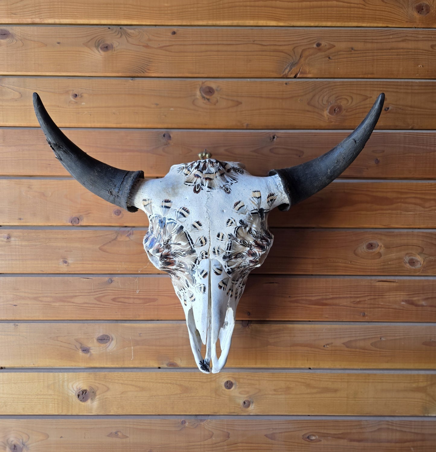 Gary - Buffalo Bison Skull with Feathers