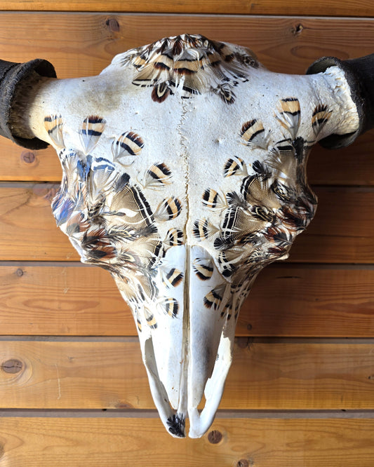 Gary - Buffalo Bison Skull with Feathers
