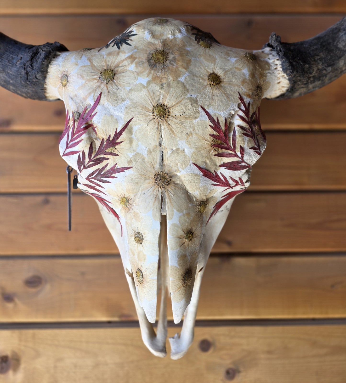 Heffner - Buffalo Bison Skull