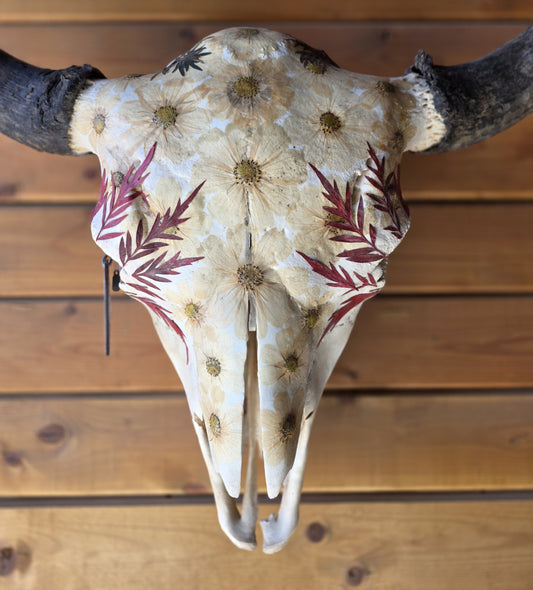 Heffner - Buffalo Bison Skull