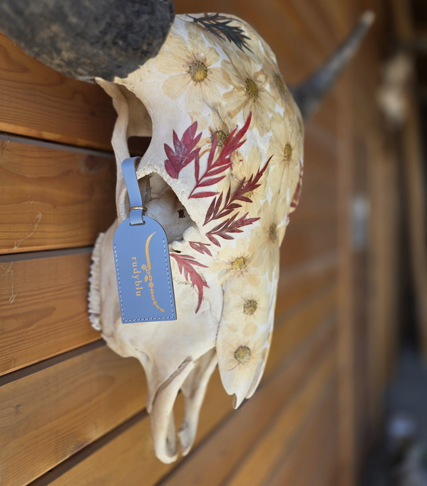 Heffner - Buffalo Bison Skull