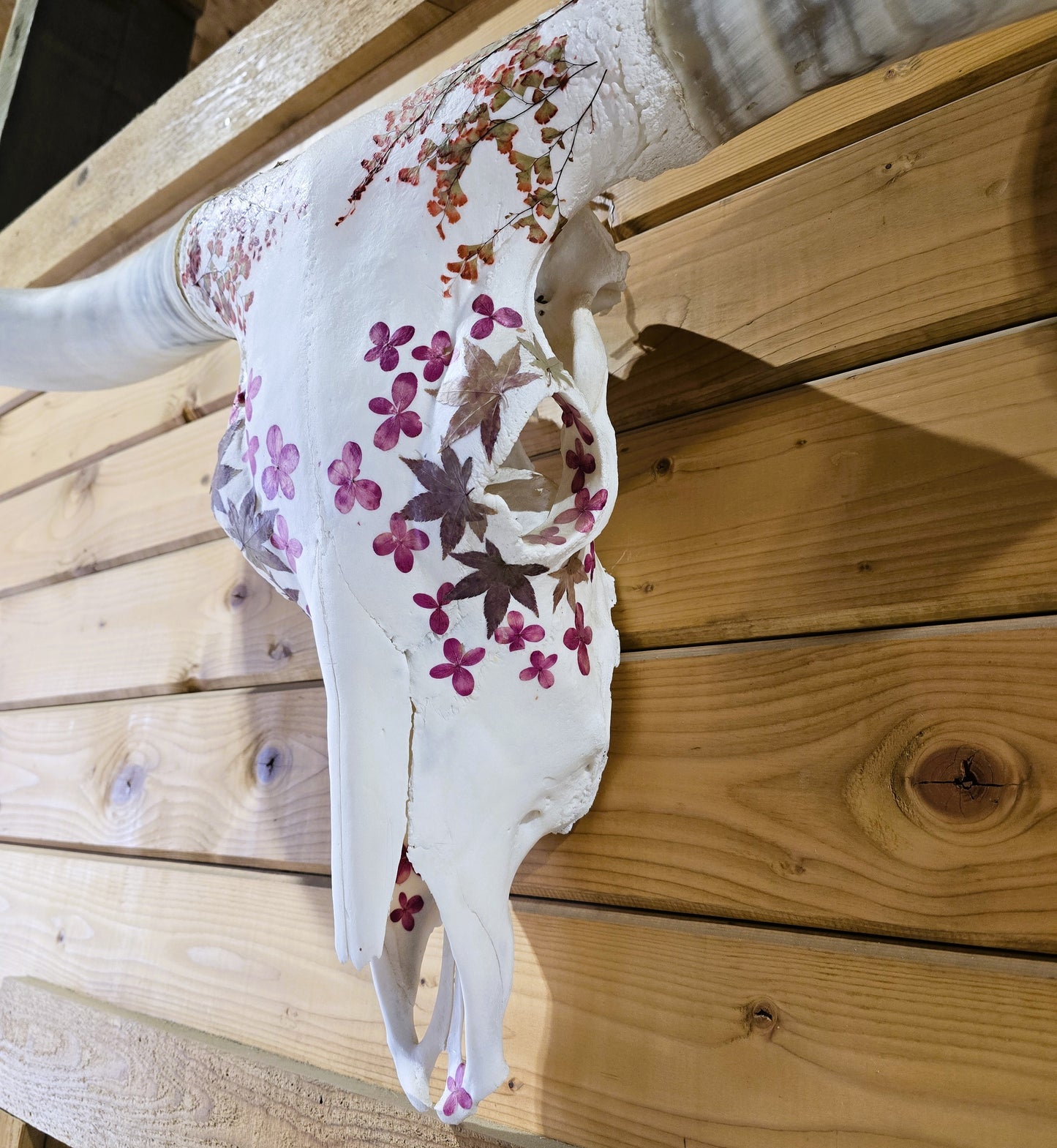 Jasmine - Texas Longhorn Skull Mount Art