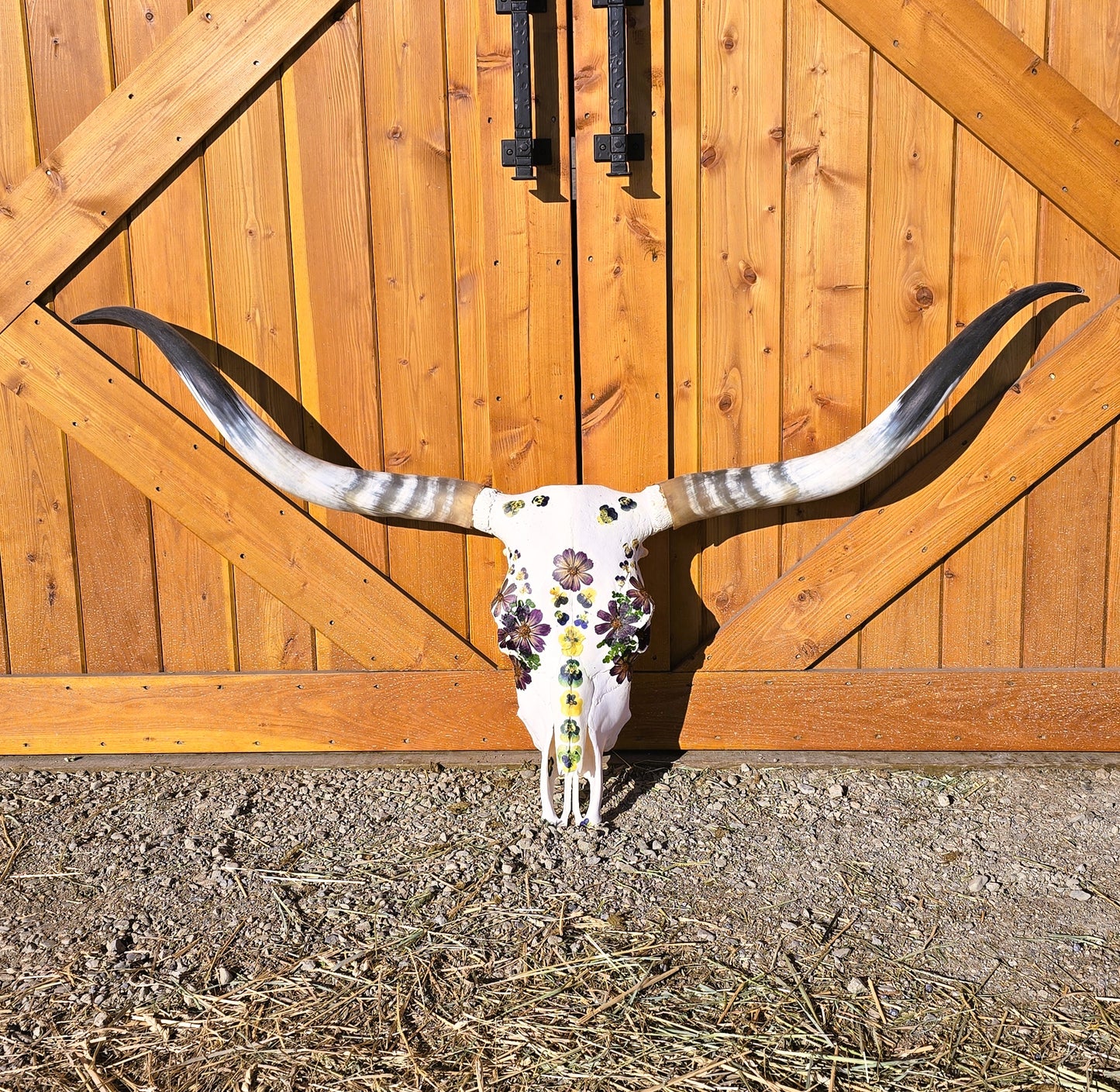 Miranda - Texas Longhorn Skull